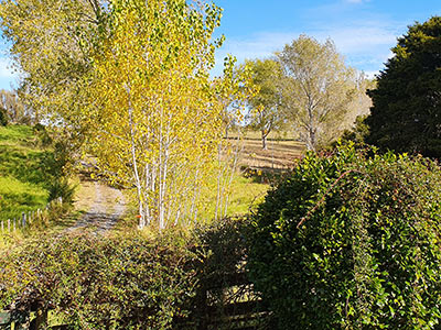 The driveway and surrounds with poplar trees at McKinleyRd Creatives.
