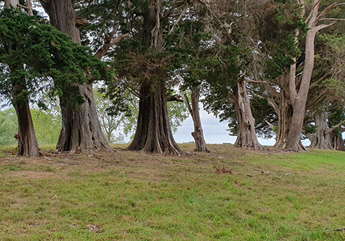 Macrocarpa trees over the fence from McKinleyRd Creatives